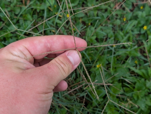 Chloris divaricata observed 2026-09-07