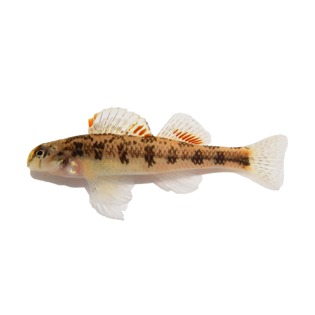 Kentucky Snubnose Darter