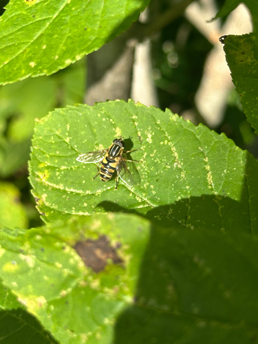 Narrow-headed Marsh Fly