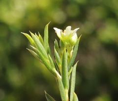 Diosma aristata