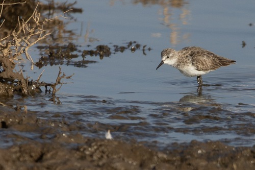 iNaturalist image
