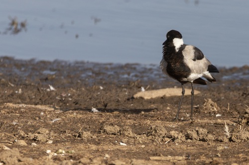 iNaturalist image