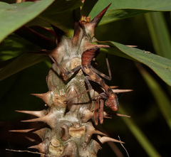 Hierodula tenuidentata