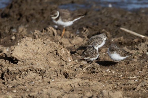 iNaturalist image