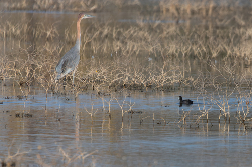 iNaturalist image