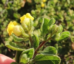 Hermannia salviifolia