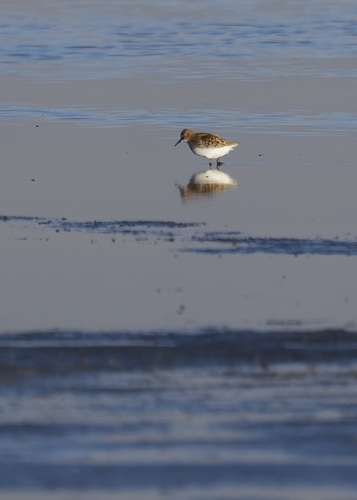 iNaturalist image