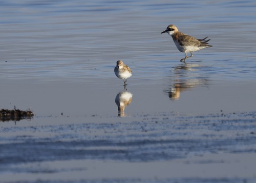 iNaturalist image