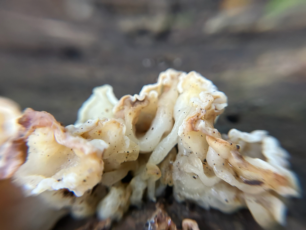 white jelly fungus · September 2026 · photo: Photo: (c) Bethany Dennis, some rights reserved (CC BY) · iNaturalist