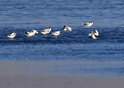 iNaturalist image