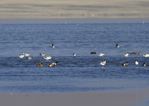 iNaturalist image