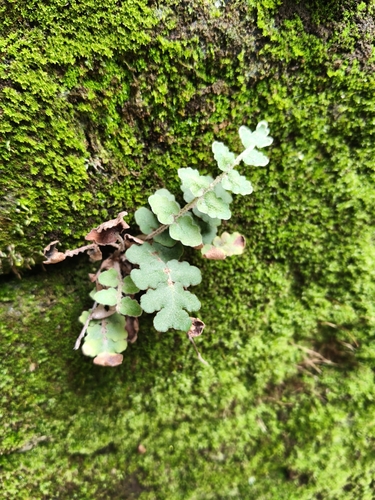 doradilla ondulada