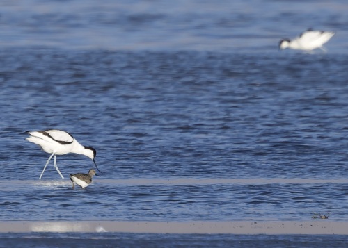 iNaturalist image