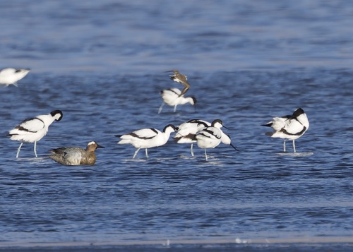 iNaturalist: (c) kenny_well, some rights reserved (CC BY-NC) iNaturalist image