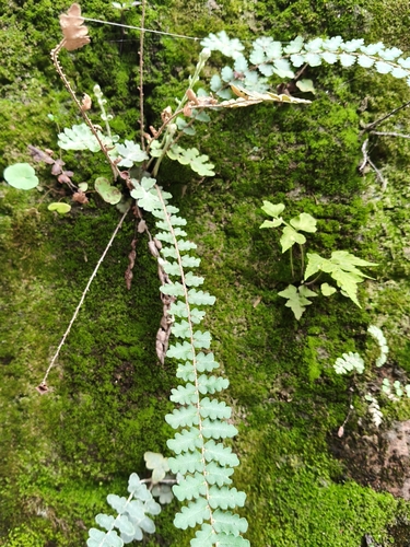 doradilla ondulada