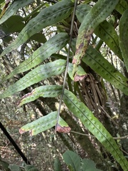 Serpocaulon sessilifolium