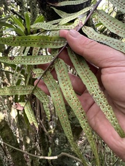(c) Nicolás Baresch Uribe, some rights reserved (CC BY) Serpocaulon sessilifolium, photograph (c) Nicolás Baresch Uribe, some rights reserved (CC BY)