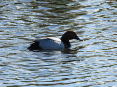 Aythya ferina