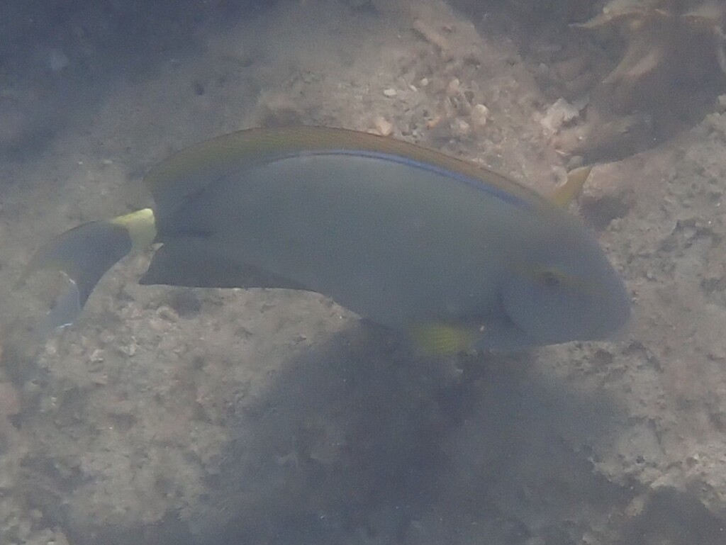 Finedlined Surgeonfish