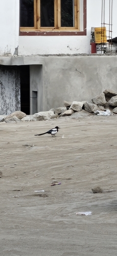 Eurasian Magpie