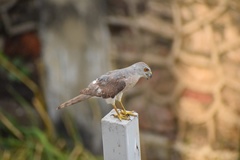 Accipiter badius