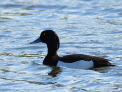 Aythya fuligula