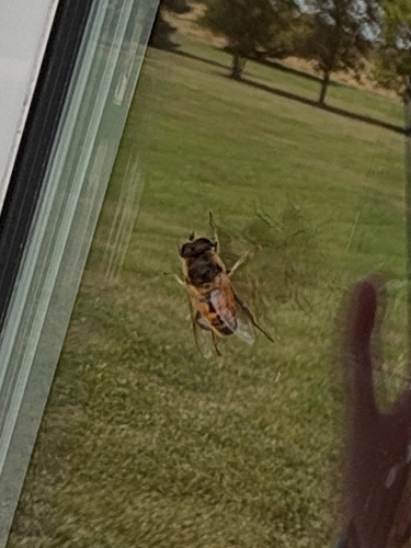 Common Drone Fly