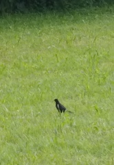 Turdus merula