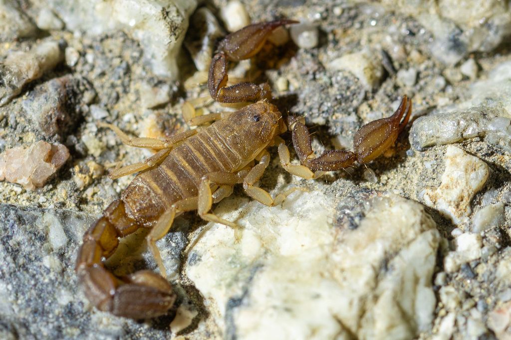 Catalinia ayreyi