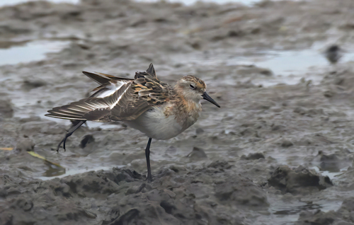 iNaturalist image