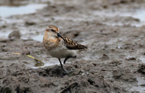 iNaturalist image