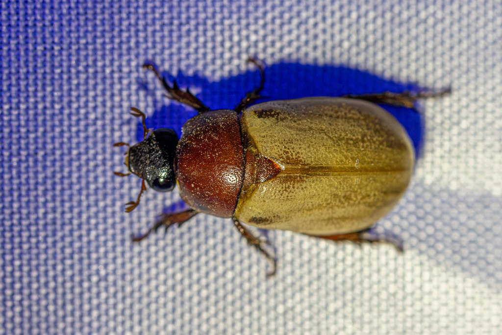 Cyclocephala melanocephala