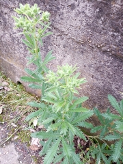 Potentilla recta
