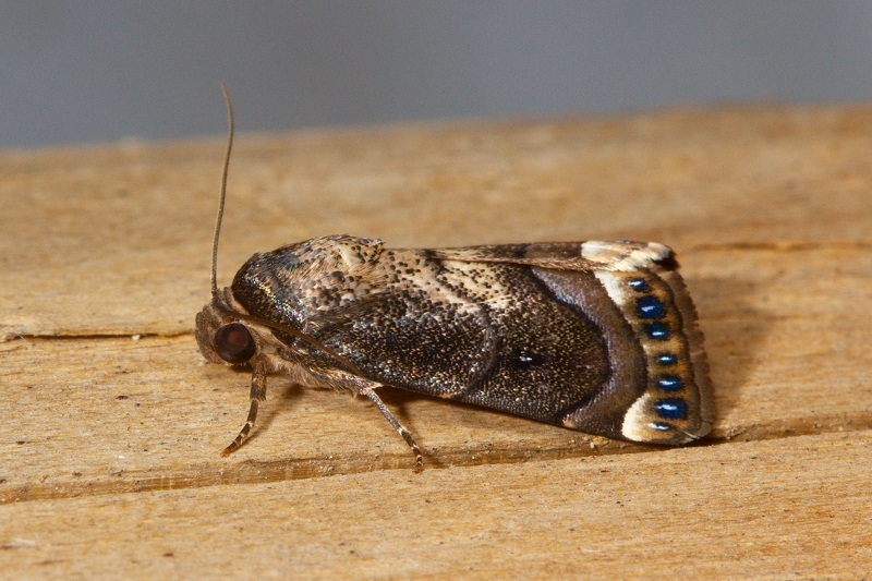Armactica endoleuca