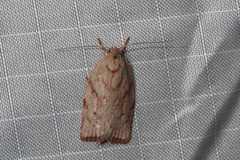 Euchaetis inceptella