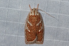 Euchaetis rhizobola