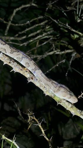 Photo of a Mona Boa (Chilabothrus monensis)