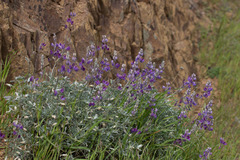 Lupinus albifrons collinus