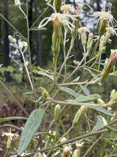 Brickellia eupatorioides, photograph 1