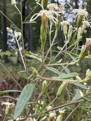 Brickellia eupatorioides