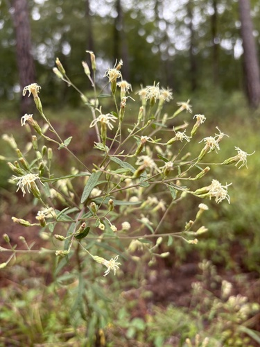 Brickellia eupatorioides, photograph 2
