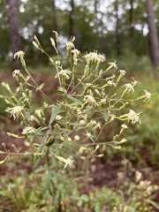 author not stated, no rights reserved Brickellia eupatorioides, photograph author not stated, no rights reserved