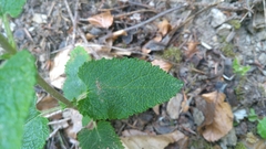 Teucrium scorodonia
