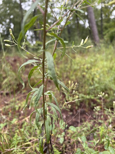 Brickellia eupatorioides, photograph 3