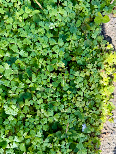 Hydrocotyle tripartita, photograph 5