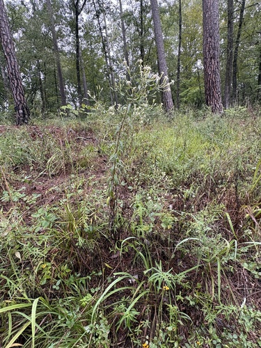 Brickellia eupatorioides, photograph 4