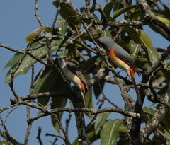 Pericrocotus cinnamomeus