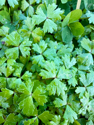 Hydrocotyle tripartita, photograph 4