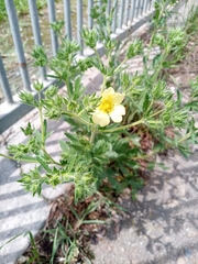 Potentilla recta