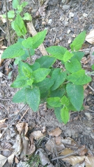 Teucrium scorodonia